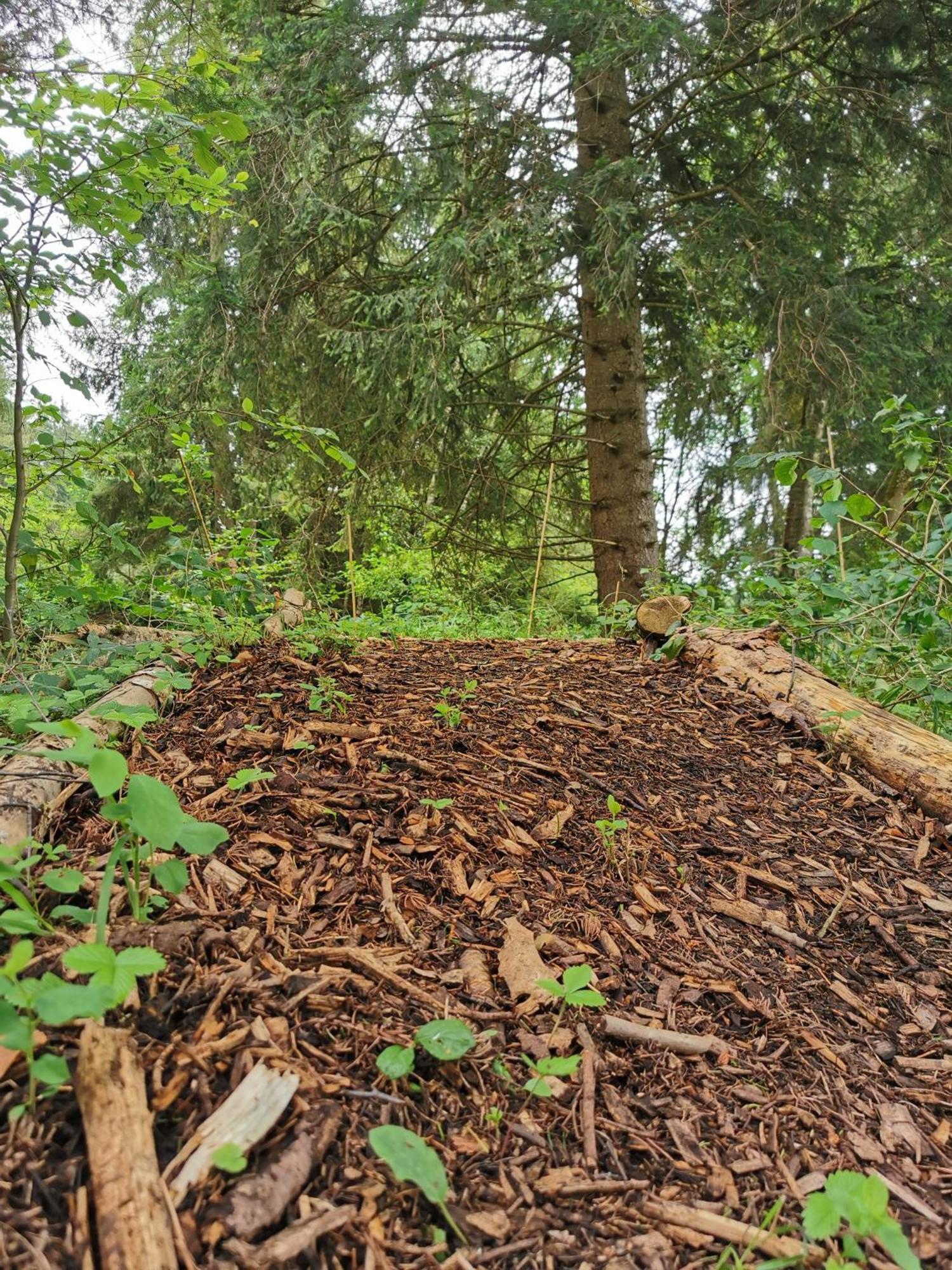 Wald Ist Zukunft Hotell Bernbeuren Exteriör bild